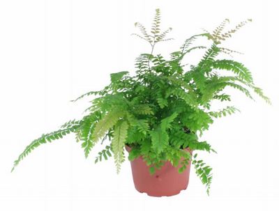 Bronze Venus Maidenhair Fern